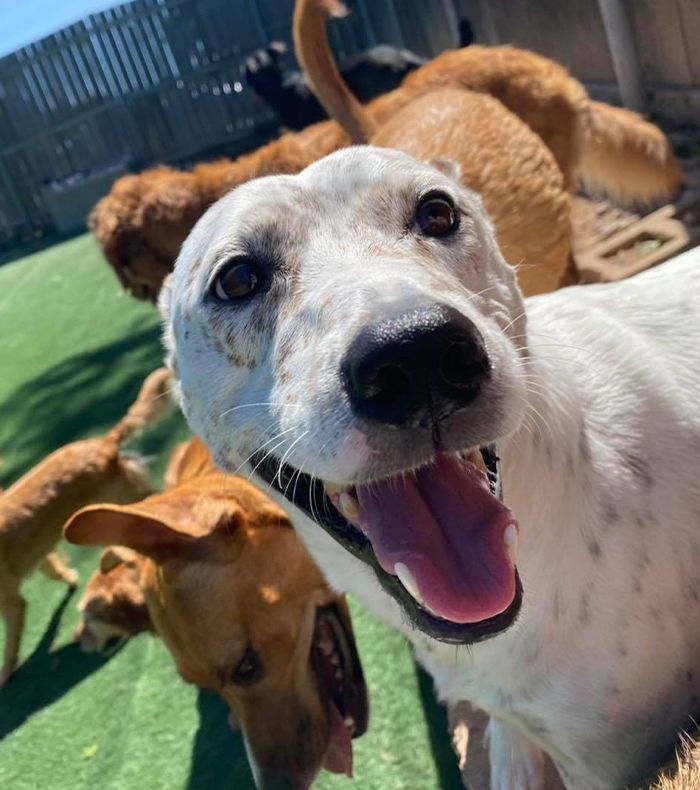 smiling and happy dogs playing at the woof room daycare