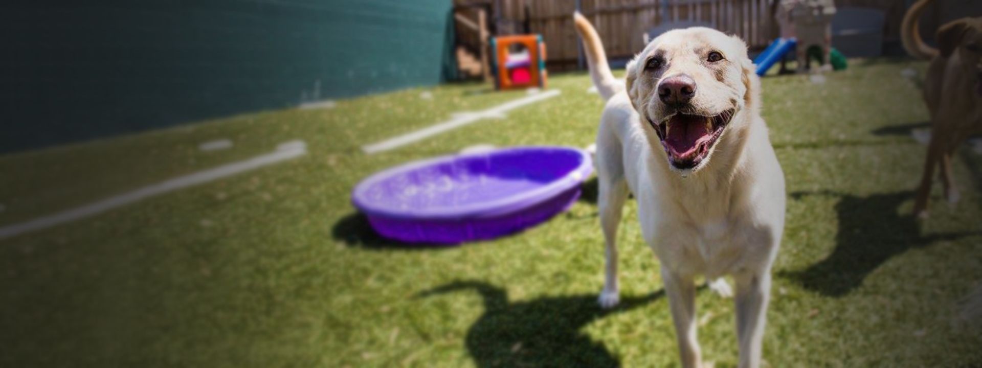 happy yellow labrador mix at the woof room outdoor play daycare